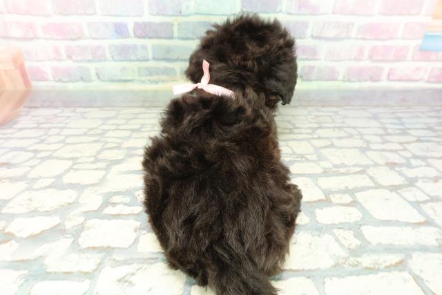 埼玉県のマルプー(マルチーズ×プードル) (Coo&RIKU川越店/2025年12月7日生まれ/女の子/シルバー)の子犬の4枚目の画像