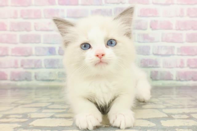 埼玉県のラグドール (Coo&RIKU岩槻店/2025年12月8日生まれ/女の子/ブルーポイントバイカラー)の子猫の1枚目の画像
