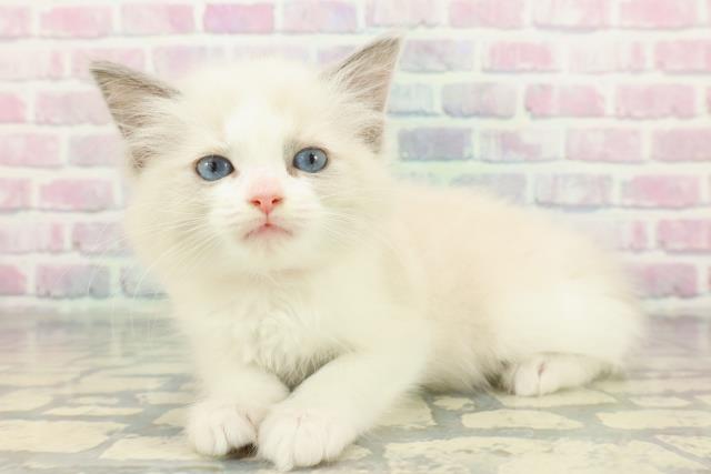 埼玉県のラグドール (Coo&RIKU岩槻店/2025年12月8日生まれ/女の子/ブルーポイントバイカラー)の子猫の2枚目の画像