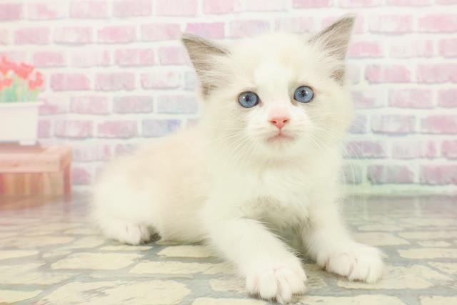 埼玉県のラグドール (Coo&RIKU岩槻店/2025年12月8日生まれ/女の子/ブルーポイントバイカラー)の子猫の3枚目の画像