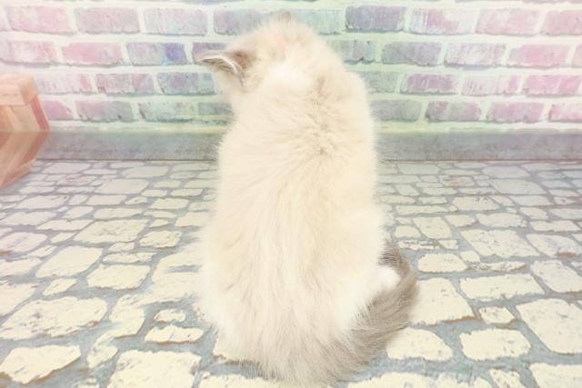 埼玉県のラグドール (Coo&RIKU岩槻店/2025年12月8日生まれ/女の子/ブルーポイントバイカラー)の子猫の4枚目の画像