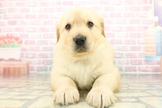 広島県のゴールデンレトリバー (Coo&RIKU福山店/2025年12月8日生まれ/女の子/ゴールデン)の子犬の1枚目の画像