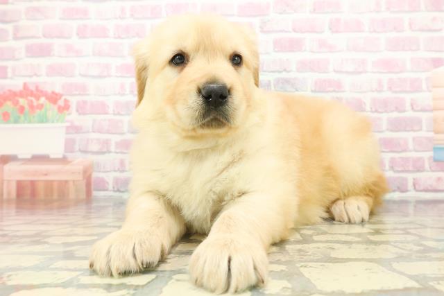 広島県のゴールデンレトリバー (Coo&RIKU福山店/2025年12月8日生まれ/女の子/ゴールデン)の子犬の2枚目の画像