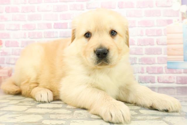 広島県のゴールデンレトリバー (Coo&RIKU福山店/2025年12月8日生まれ/女の子/ゴールデン)の子犬の3枚目の画像