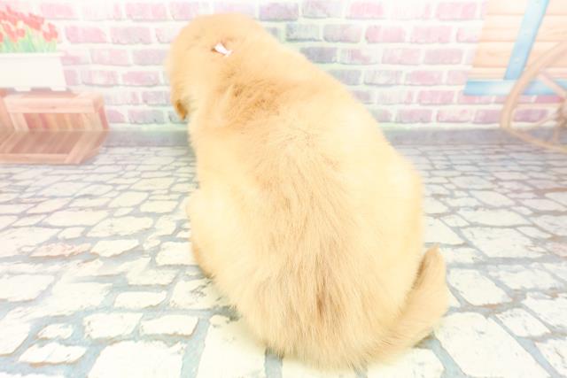 広島県のゴールデンレトリバー (Coo&RIKU福山店/2025年12月8日生まれ/女の子/ゴールデン)の子犬の4枚目の画像