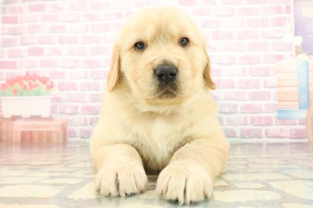 広島県のゴールデンレトリバー (Coo&RIKU東広島店/2025年12月8日生まれ/男の子/ゴールデン)の子犬の1枚目の画像