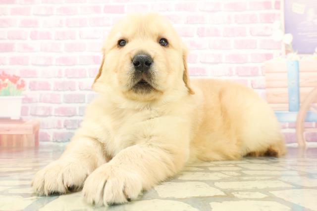 広島県のゴールデンレトリバー (Coo&RIKU東広島店/2025年12月8日生まれ/男の子/ゴールデン)の子犬の2枚目の画像