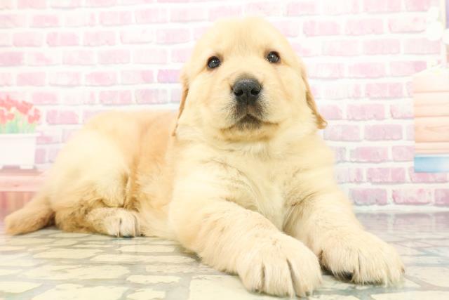 広島県のゴールデンレトリバー (Coo&RIKU東広島店/2025年12月8日生まれ/男の子/ゴールデン)の子犬の3枚目の画像