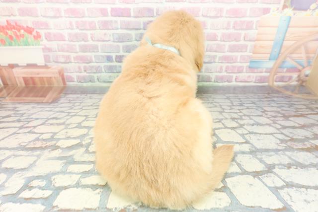 広島県のゴールデンレトリバー (Coo&RIKU東広島店/2025年12月8日生まれ/男の子/ゴールデン)の子犬の4枚目の画像