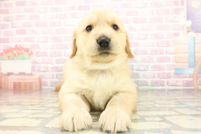 新潟県のゴールデンレトリバー (Coo&RIKU長岡店/2025年12月8日生まれ/男の子/ゴールデン)の子犬の1枚目の画像