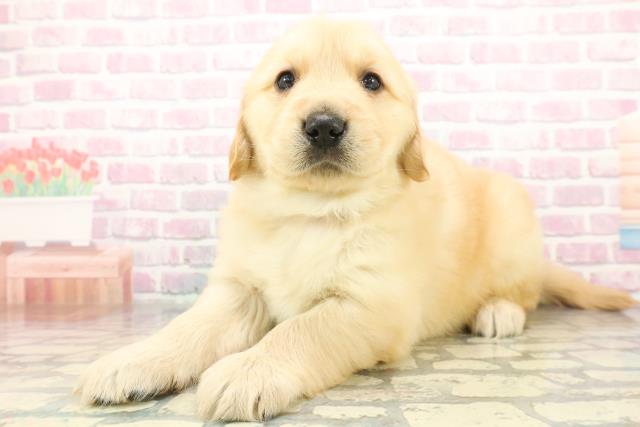 新潟県のゴールデンレトリバー (Coo&RIKU長岡店/2025年12月8日生まれ/男の子/ゴールデン)の子犬の2枚目の画像