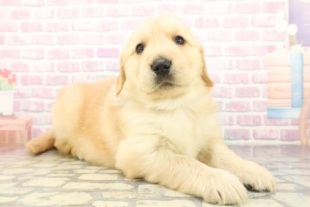 新潟県のゴールデンレトリバー (Coo&RIKU長岡店/2025年12月8日生まれ/男の子/ゴールデン)の子犬の3枚目の画像