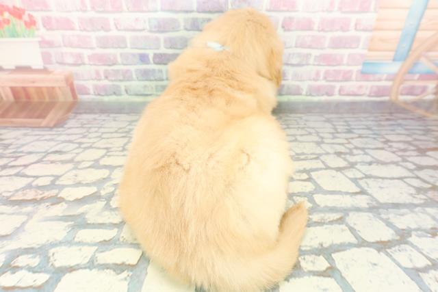 新潟県のゴールデンレトリバー (Coo&RIKU長岡店/2025年12月8日生まれ/男の子/ゴールデン)の子犬の4枚目の画像