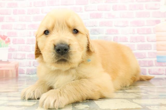 埼玉県のゴールデンレトリバー (Coo&RIKU綿半坂戸店/2025年12月8日生まれ/男の子/ゴールデン)の子犬の2枚目の画像