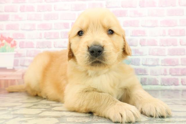 埼玉県のゴールデンレトリバー (Coo&RIKU綿半坂戸店/2025年12月8日生まれ/男の子/ゴールデン)の子犬の3枚目の画像