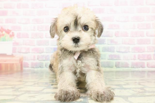 神奈川県のシュナマル/マルシュナ(シュナウザー×マルチーズ) (Coo&RIKU相模原店/2025年12月4日生まれ/女の子/ウィートン)の子犬の1枚目の画像