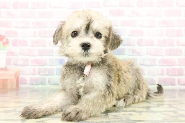 神奈川県のシュナマル/マルシュナ(シュナウザー×マルチーズ) (Coo&RIKU相模原店/2025年12月4日生まれ/女の子/ウィートン)の子犬の2枚目の画像