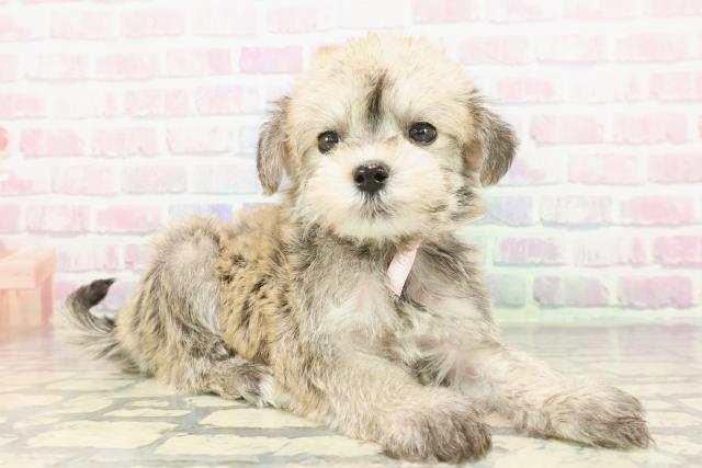 神奈川県のシュナマル/マルシュナ(シュナウザー×マルチーズ) (Coo&RIKU相模原店/2025年12月4日生まれ/女の子/ウィートン)の子犬の3枚目の画像