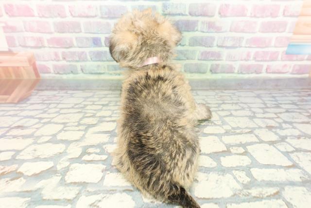 神奈川県のシュナマル/マルシュナ(シュナウザー×マルチーズ) (Coo&RIKU相模原店/2025年12月4日生まれ/女の子/ウィートン)の子犬の4枚目の画像