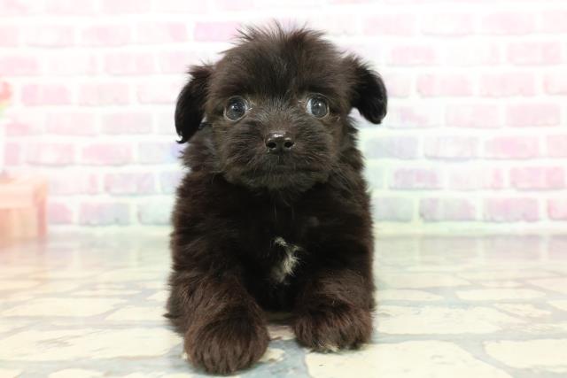 埼玉県のチワプー/プーチー(チワワ×プードル) (Coo&RIKU熊谷ニットーモール店/2025年12月8日生まれ/男の子/ブラックホワイト)の子犬の1枚目の画像