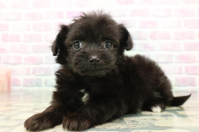 埼玉県のチワプー/プーチー(チワワ×プードル) (Coo&RIKU熊谷ニットーモール店/2025年12月8日生まれ/男の子/ブラックホワイト)の子犬の2枚目の画像