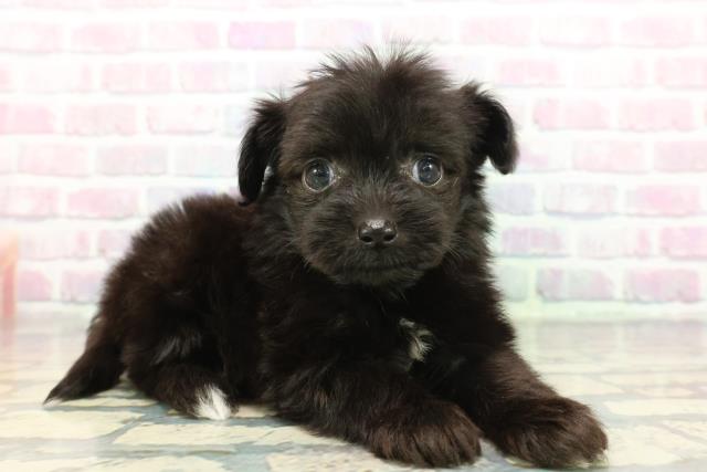 埼玉県のチワプー/プーチー(チワワ×プードル) (Coo&RIKU熊谷ニットーモール店/2025年12月8日生まれ/男の子/ブラックホワイト)の子犬の3枚目の画像