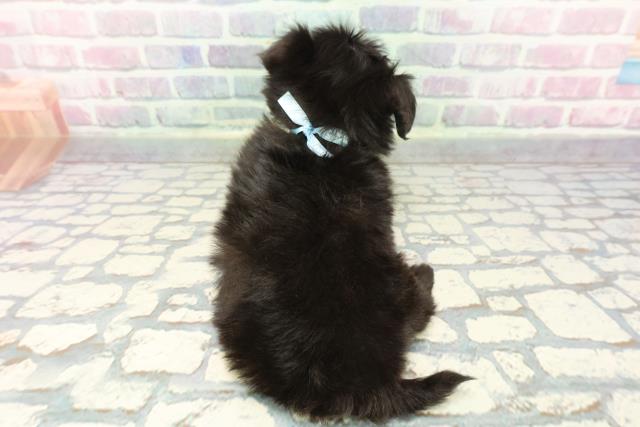 埼玉県のチワプー/プーチー(チワワ×プードル) (Coo&RIKU熊谷ニットーモール店/2025年12月8日生まれ/男の子/ブラックホワイト)の子犬の4枚目の画像