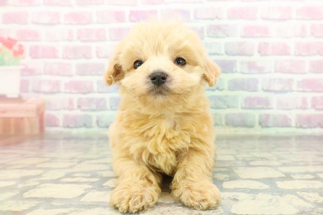 東京都のマルプー(マルチーズ×プードル) (Coo&RIKU浅草店/2025年12月7日生まれ/男の子/アプリコット)の子犬の1枚目の画像
