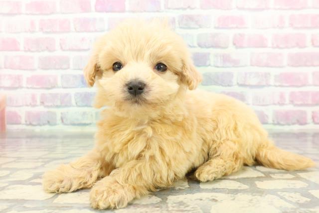 東京都のマルプー(マルチーズ×プードル) (Coo&RIKU浅草店/2025年12月7日生まれ/男の子/アプリコット)の子犬の2枚目の画像