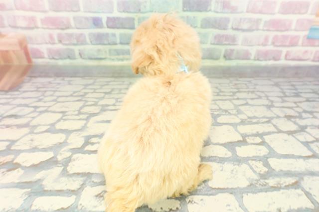 東京都のマルプー(マルチーズ×プードル) (Coo&RIKU浅草店/2025年12月7日生まれ/男の子/アプリコット)の子犬の4枚目の画像