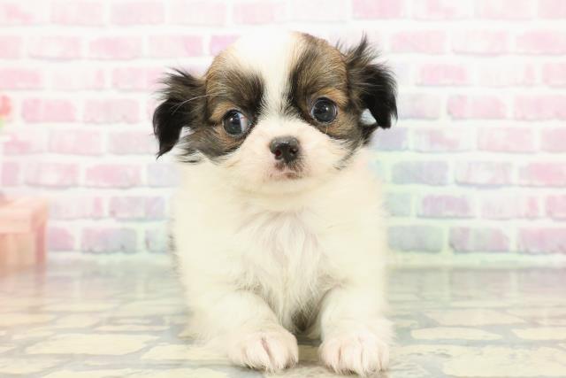 山形県のチワワ(ロング) (Coo&RIKUイオンタウン酒田店/2025年12月8日生まれ/女の子/ホワイトフォーン)の子犬の1枚目の画像