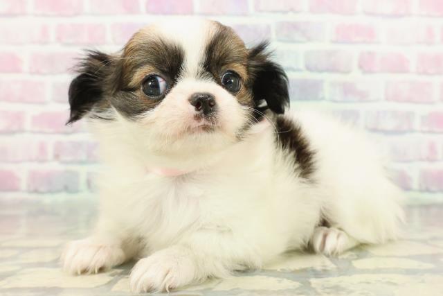 山形県のチワワ(ロング) (Coo&RIKUイオンタウン酒田店/2025年12月8日生まれ/女の子/ホワイトフォーン)の子犬の2枚目の画像