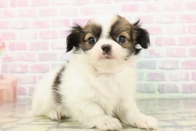 山形県のチワワ(ロング) (Coo&RIKUイオンタウン酒田店/2025年12月8日生まれ/女の子/ホワイトフォーン)の子犬の3枚目の画像