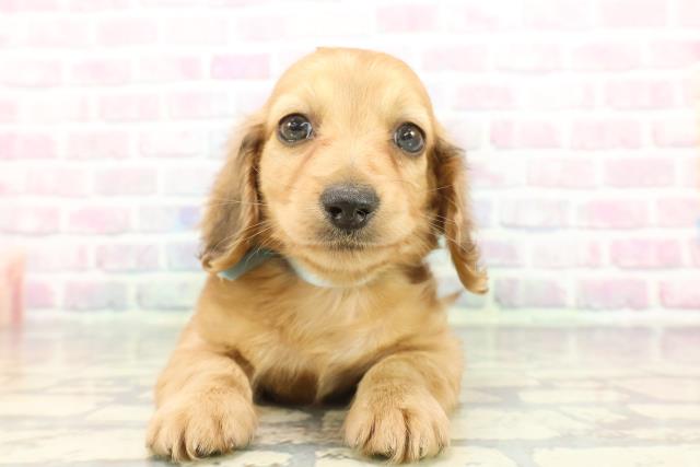 沖縄県のミニチュアダックスフンド(ロング) (Coo&RIKU石垣店/2025年12月8日生まれ/男の子/シェーデットイエロー)の子犬の1枚目の画像