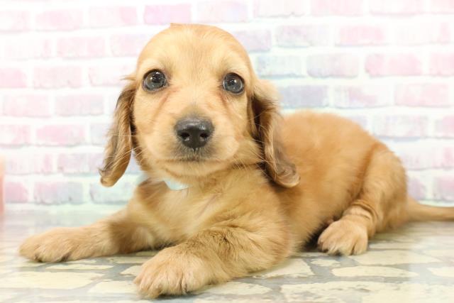 沖縄県のミニチュアダックスフンド(ロング) (Coo&RIKU石垣店/2025年12月8日生まれ/男の子/シェーデットイエロー)の子犬の2枚目の画像