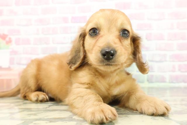 沖縄県のミニチュアダックスフンド(ロング) (Coo&RIKU石垣店/2025年12月8日生まれ/男の子/シェーデットイエロー)の子犬の3枚目の画像