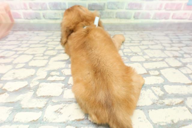 沖縄県のミニチュアダックスフンド(ロング) (Coo&RIKU石垣店/2025年12月8日生まれ/男の子/シェーデットイエロー)の子犬の4枚目の画像