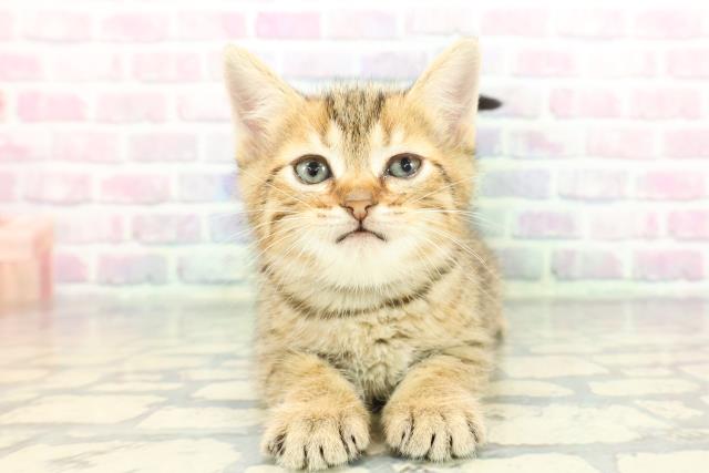 群馬県のミヌエット (Coo&RIKU伊勢崎店/2025年12月9日生まれ/男の子/ゴールデンタビー)の子猫の1枚目の画像