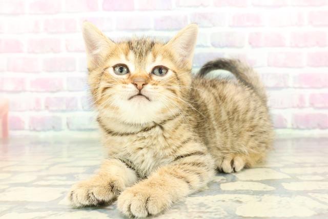 群馬県のミヌエット (Coo&RIKU伊勢崎店/2025年12月9日生まれ/男の子/ゴールデンタビー)の子猫の2枚目の画像