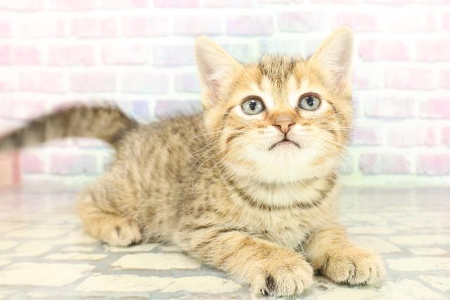 群馬県のミヌエット (Coo&RIKU伊勢崎店/2025年12月9日生まれ/男の子/ゴールデンタビー)の子猫の3枚目の画像