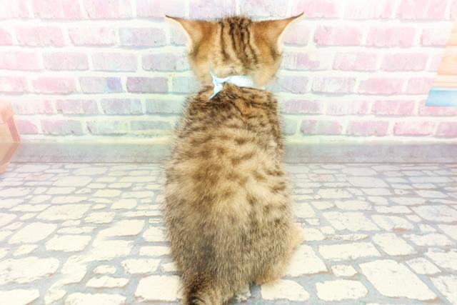 群馬県のミヌエット (Coo&RIKU伊勢崎店/2025年12月9日生まれ/男の子/ゴールデンタビー)の子猫の4枚目の画像