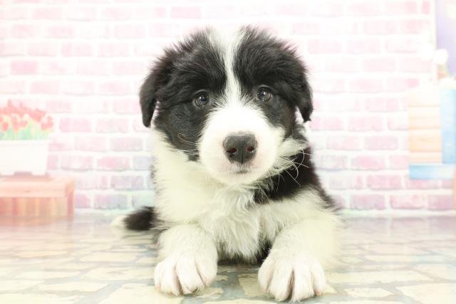 神奈川県のボーダーコリー (Coo&RIKU横浜旭店/2025年12月7日生まれ/男の子/ブラックホワイト)の子犬の1枚目の画像