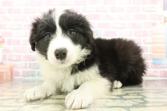 神奈川県のボーダーコリー (Coo&RIKU横浜旭店/2025年12月7日生まれ/男の子/ブラックホワイト)の子犬の2枚目の画像