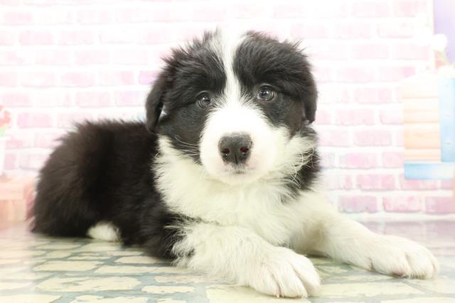 神奈川県のボーダーコリー (Coo&RIKU横浜旭店/2025年12月7日生まれ/男の子/ブラックホワイト)の子犬の3枚目の画像