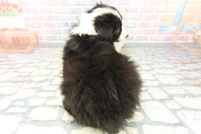 神奈川県のボーダーコリー (Coo&RIKU横浜旭店/2025年12月7日生まれ/男の子/ブラックホワイト)の子犬の4枚目の画像