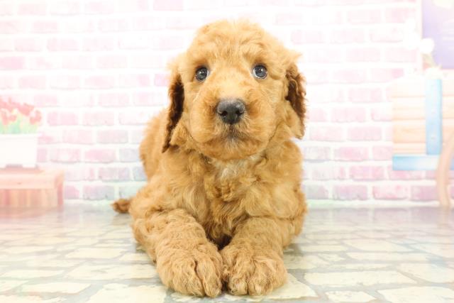 スタンダードプードル