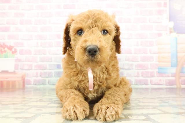 スタンダードプードル