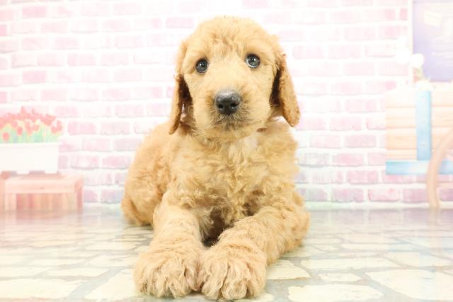 スタンダードプードル