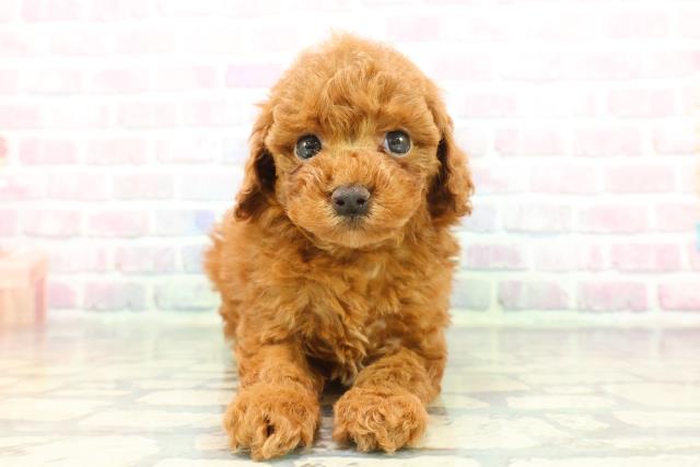 埼玉県のトイプードル(トイ) (Coo&RIKU大宮店/2025年12月9日生まれ/男の子/レッド)の子犬の1枚目の画像