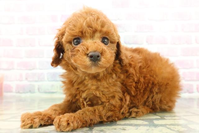 埼玉県のトイプードル(トイ) (Coo&RIKU大宮店/2025年12月9日生まれ/男の子/レッド)の子犬の2枚目の画像